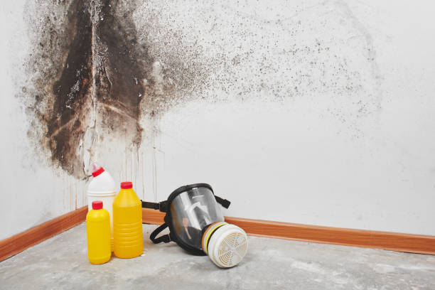Best Attic Mold Remediation in Washington, KS