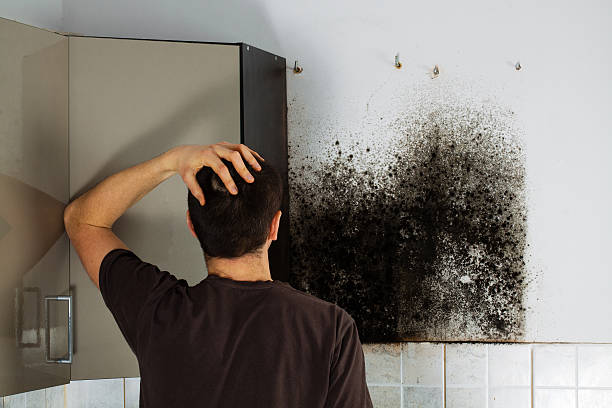  Washington, KS Mold Removal Pros
